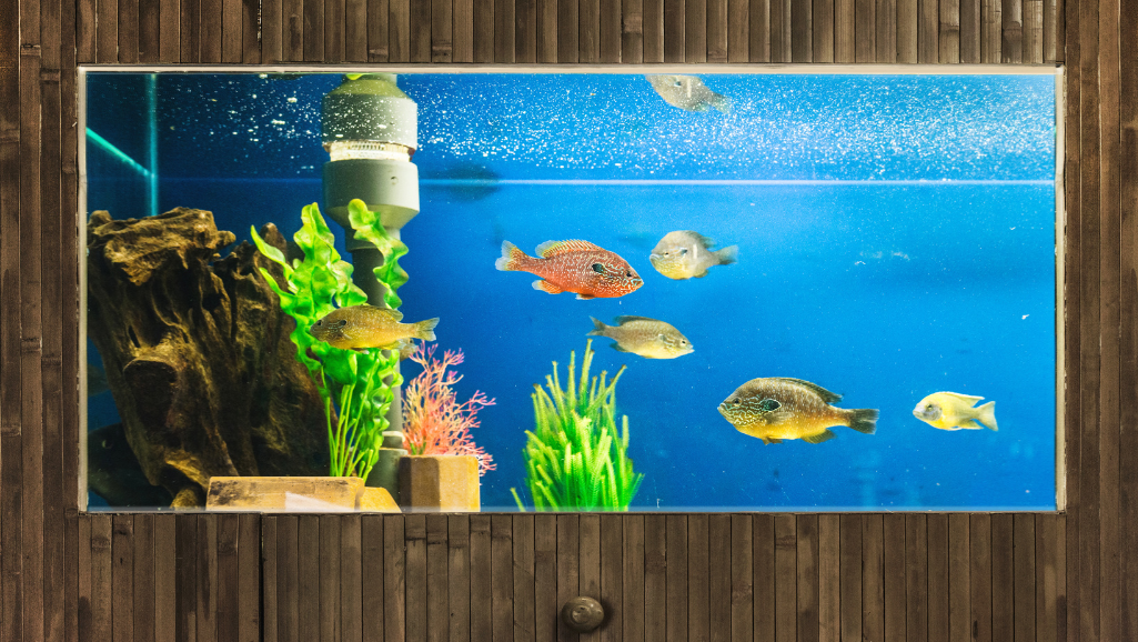 purified water for aquariums