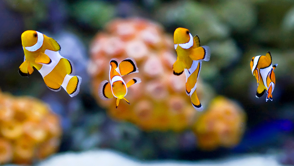 silt accumulation in aquarium