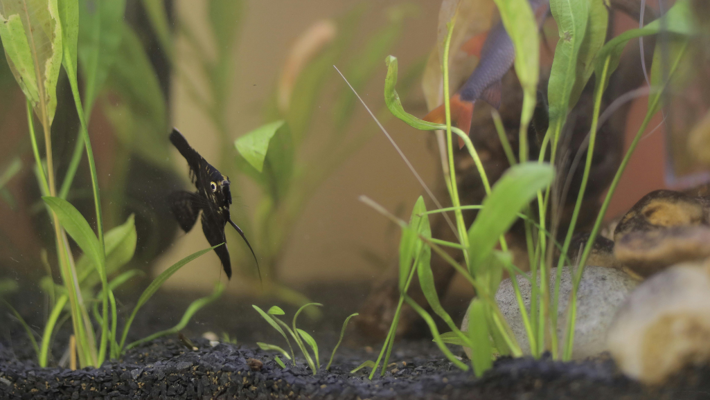 substrate fertilizer for planted aquariums