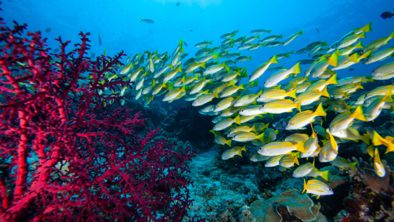 Discover Beautiful Tropical Fishes for Your Aquarium 1 tropical fishes