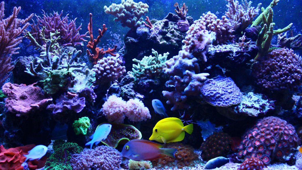 10-gallon tank