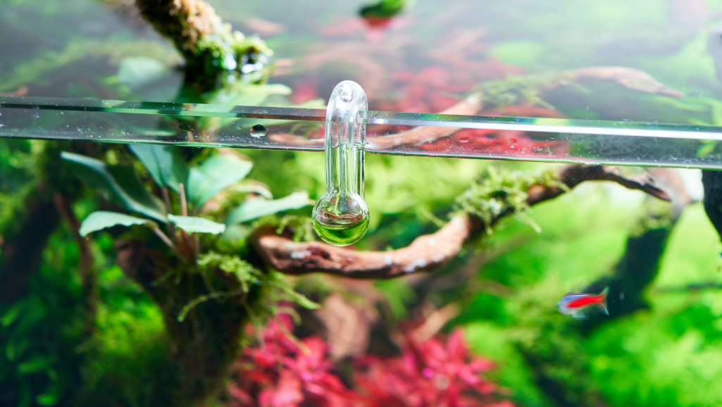 CO2 injection for aquarium plants