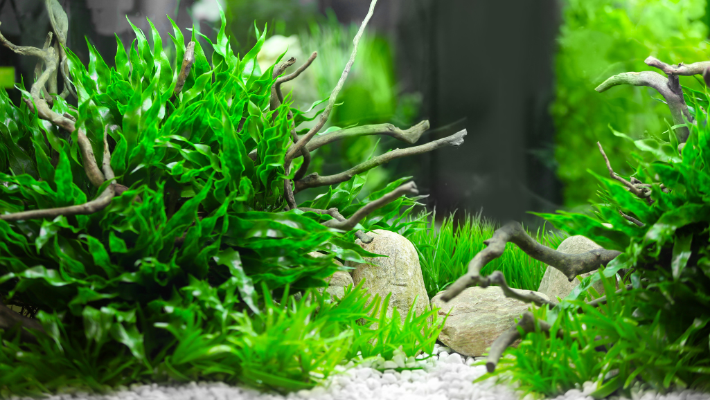 Easy aquarium plants