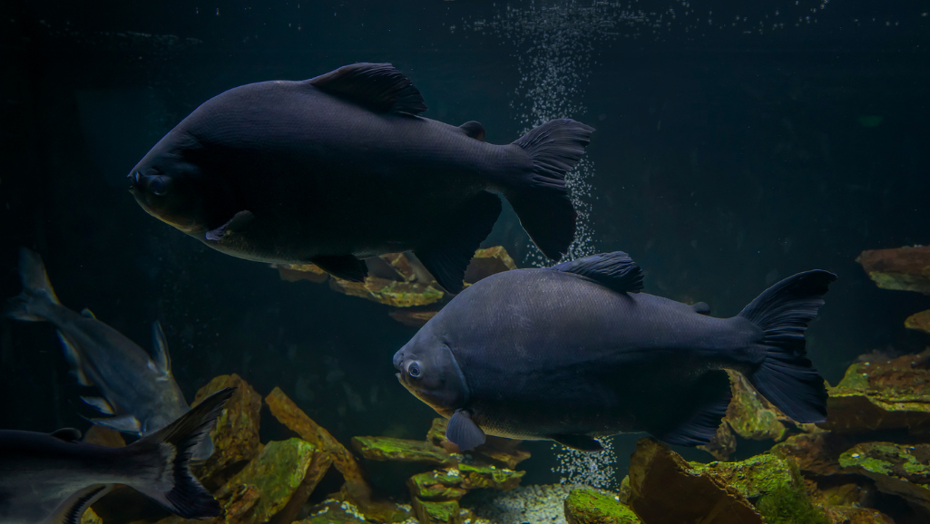 Pacu Care in Aquarium Tanks