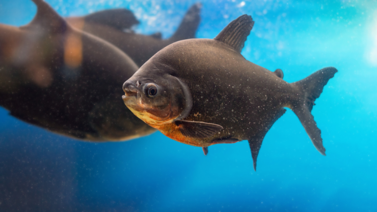 Understanding the Pacu Fish: Habitat & Diet Tanks 1 Pacu fish
