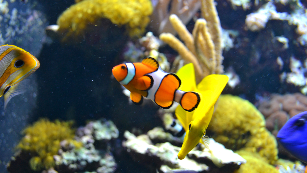 Getting Started with a Saltwater Aquarium Cycle 1 saltwater aquarium cycle