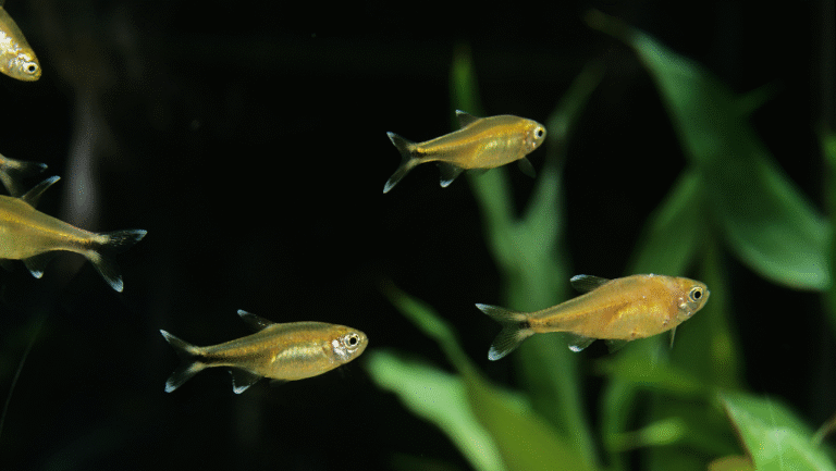 Silvertip Tetra Care Guide & Species Facts 1 Silvertip Tetra
