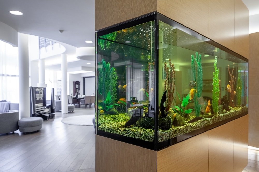 Freshwater Aquarium Store: Your Essential Guide to Finding the Best 6 An aquarium hobbyist performing maintenance on a freshwater tank.
