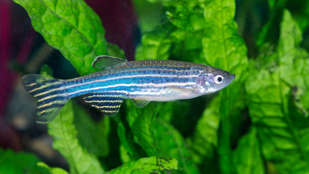 active barbs and danios