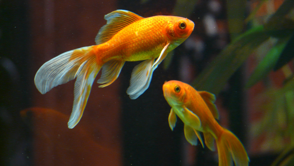 adjustable flow aquarium pump