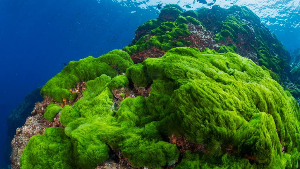 algae overgrowth in aquarium