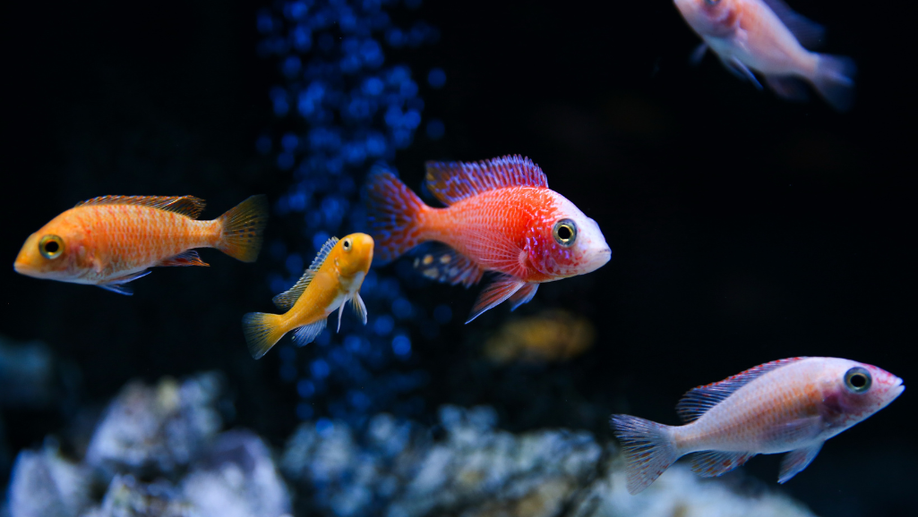 aquarium filter replacements