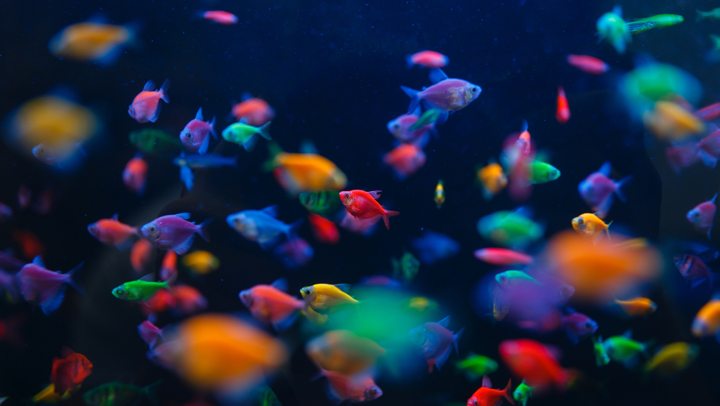 aquarium fish selection
