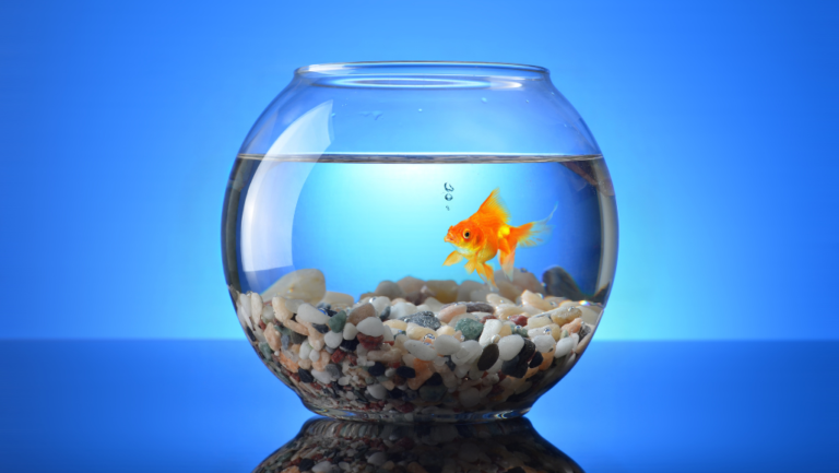 Complete Guide to Aquarium Fish Tank With Fish 1 aquarium fish tank with fish