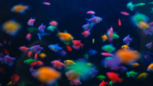 aquarium fish variety