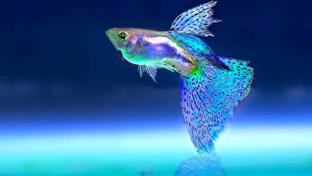 aquarium heater installation guide