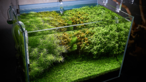 aquarium live plants for beginners