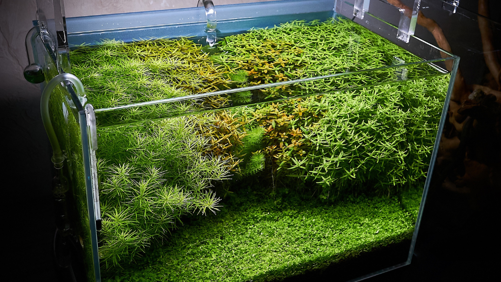 Best Aquarium Live Plants for Beginners Guide 1 aquarium live plants for beginners