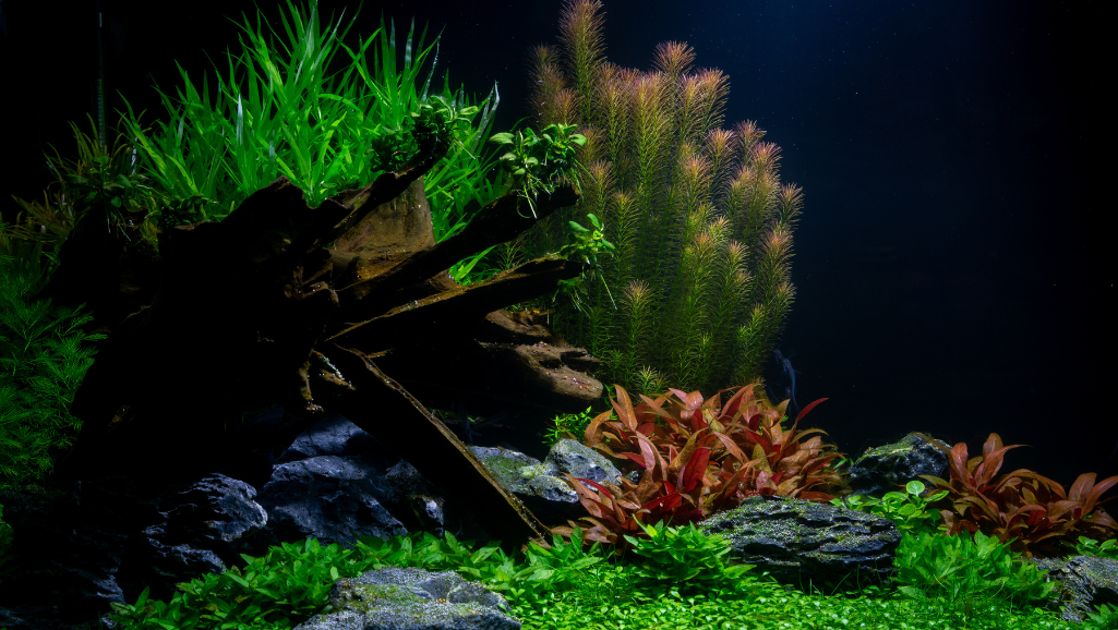 aquarium setup steps