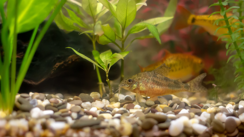 choosing the right food for aquarium fish