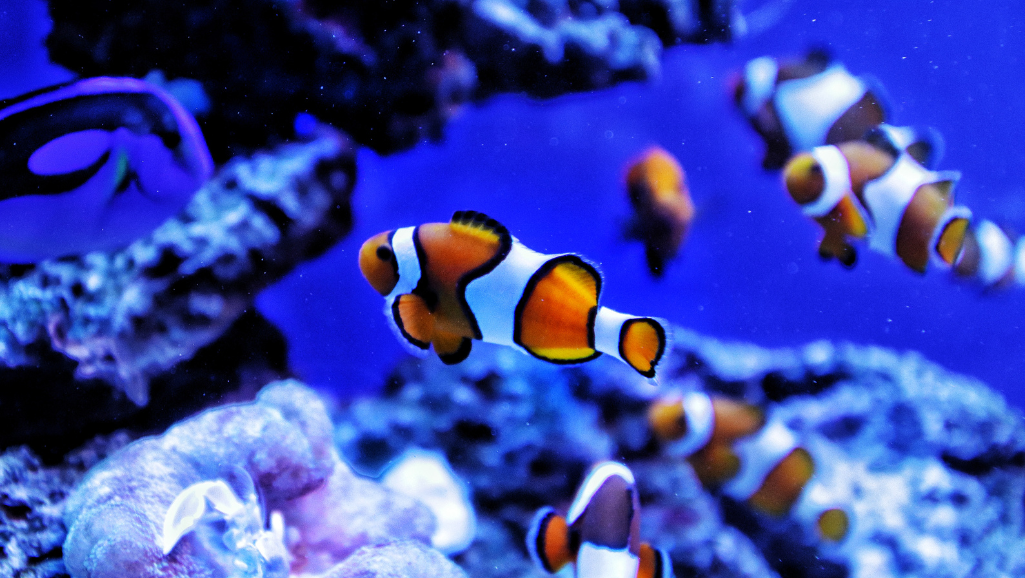 common reef tank lighting mistakes