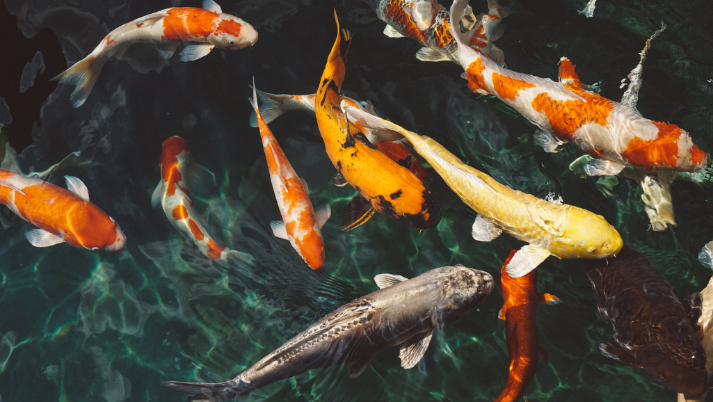 community fish favorites