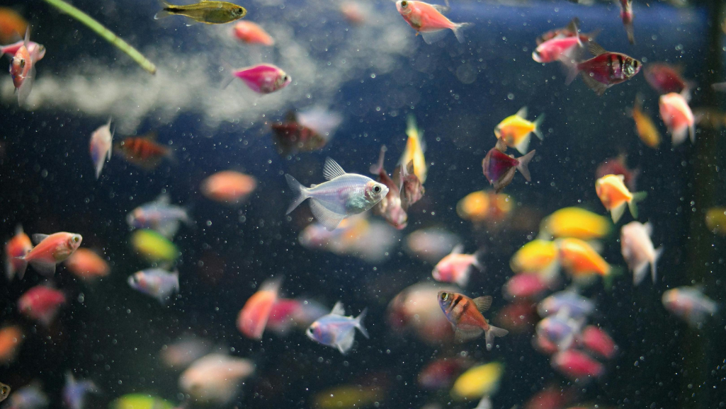 community fish research