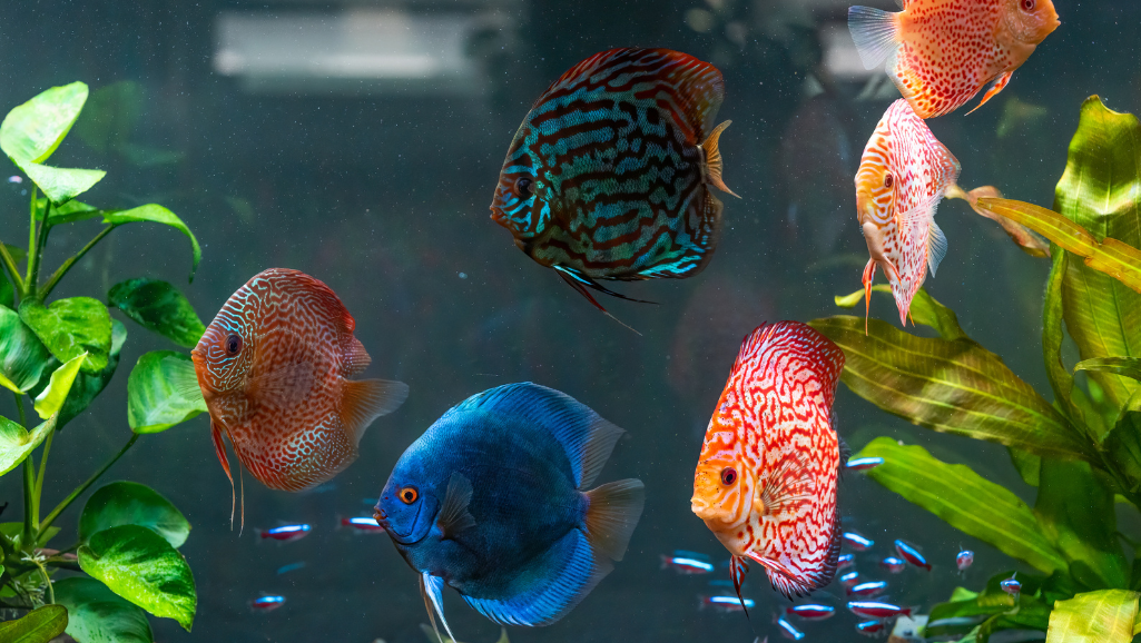 compatible fish species in aquarium