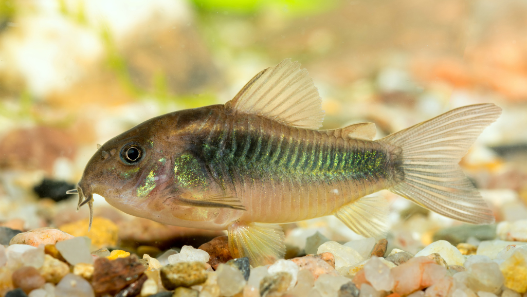 corydoras bottom dwellers