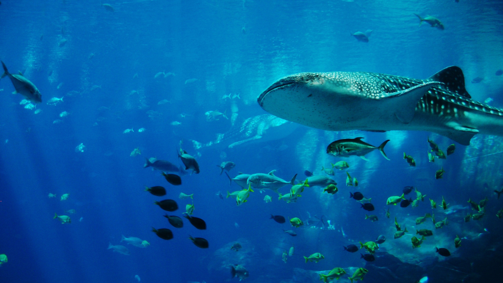 cost-effective aquarium lighting options