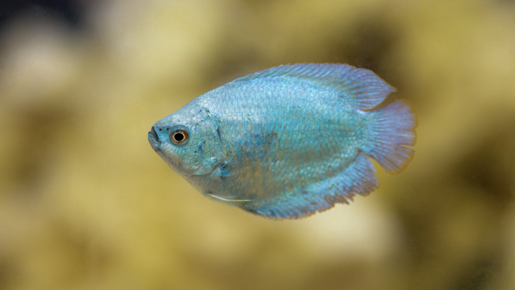 dwarf gourami