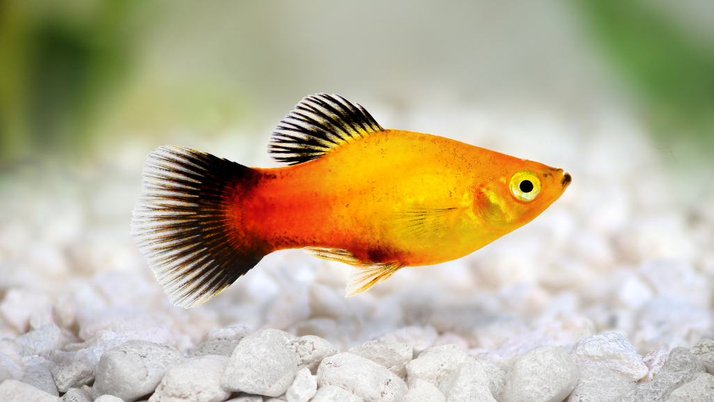 eco-friendly aquarium filters