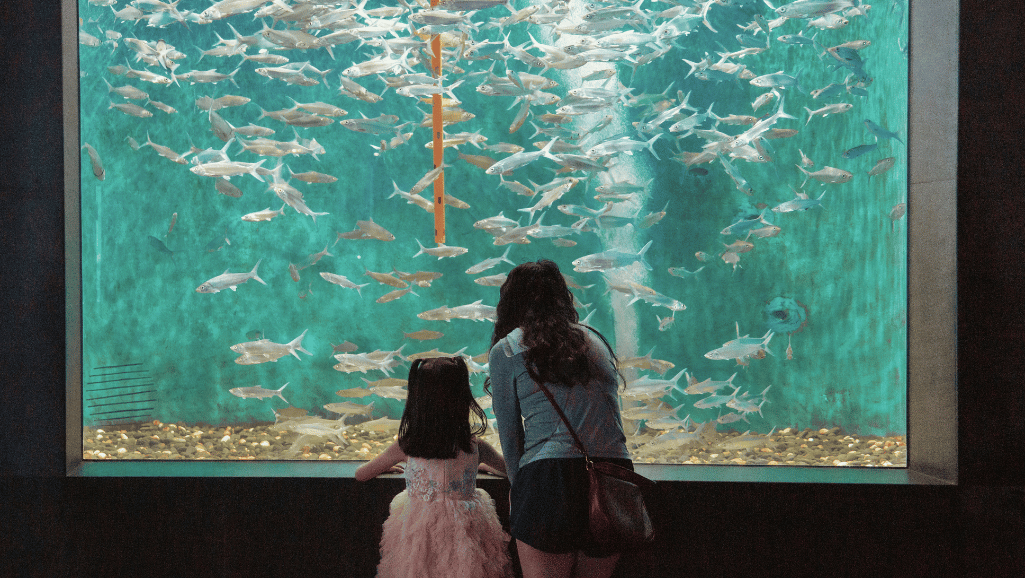 Freshwater Aquarium Store: Your Essential Guide to Finding the Best 4 A selection of featured products for freshwater tanks displayed in a shop.