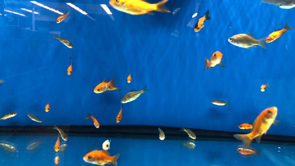 fish feeder installation