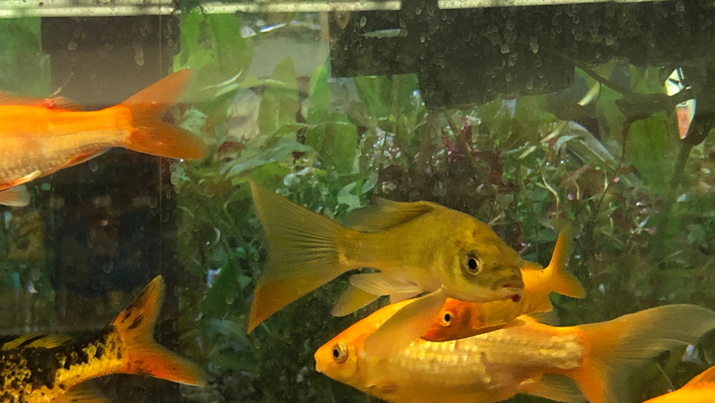 fish feeder types