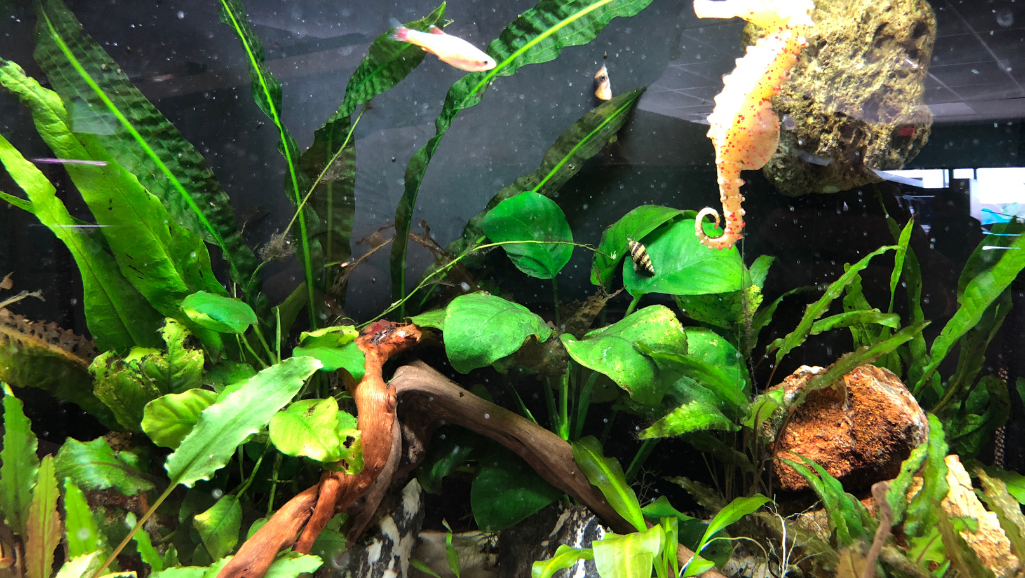 fish for planted tanks