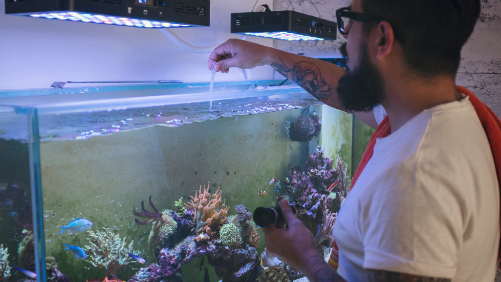 fish tank heater maintenance