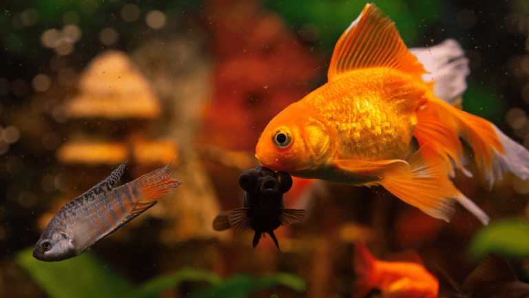 Freshwater Aquarium Store: Your Essential Guide to Finding the Best 1 freshwater aquarium
