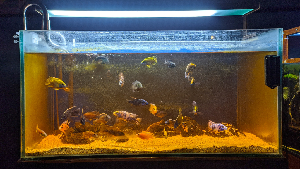 Best Freshwater Aquarium Fish Tank Setup Guide 2023 1 freshwater aquarium fish tank