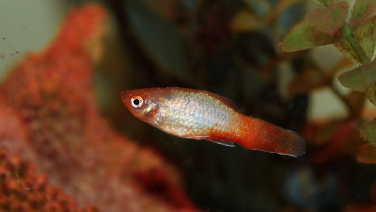 Effective Ich Cure for Fish: Treat Parasites Fast 7 ich cure for fish