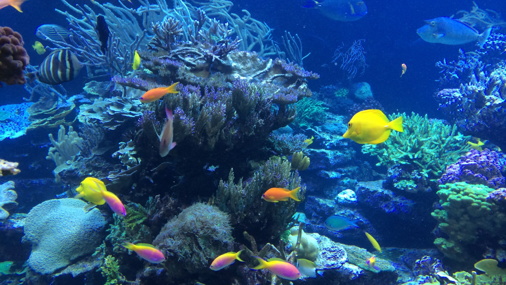 identifying ich infestation in fish