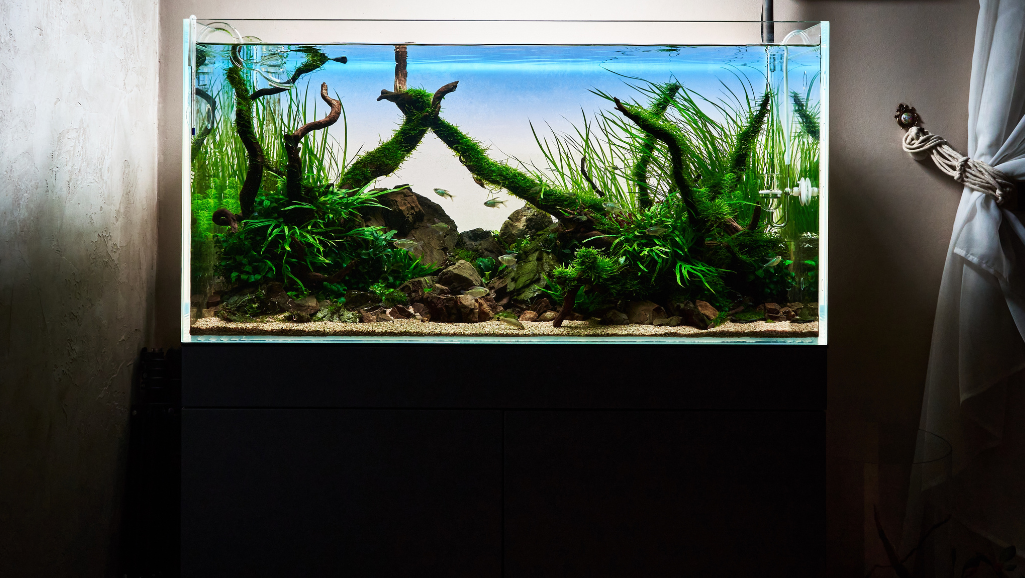 live plants for aquarium setups
