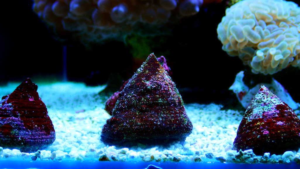 live rock in a saltwater aquarium