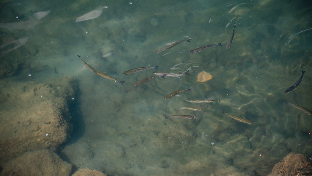 maintaining water quality and temperature