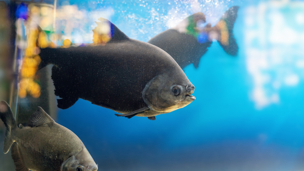 pacu behavior
