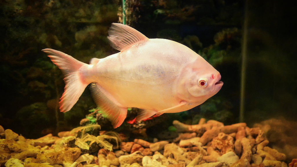 pacu habitat conditions