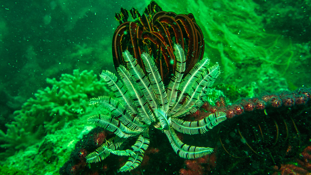 planting techniques for aquarium plants
