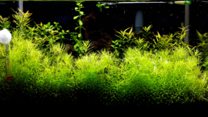 plants good for fish tanks
