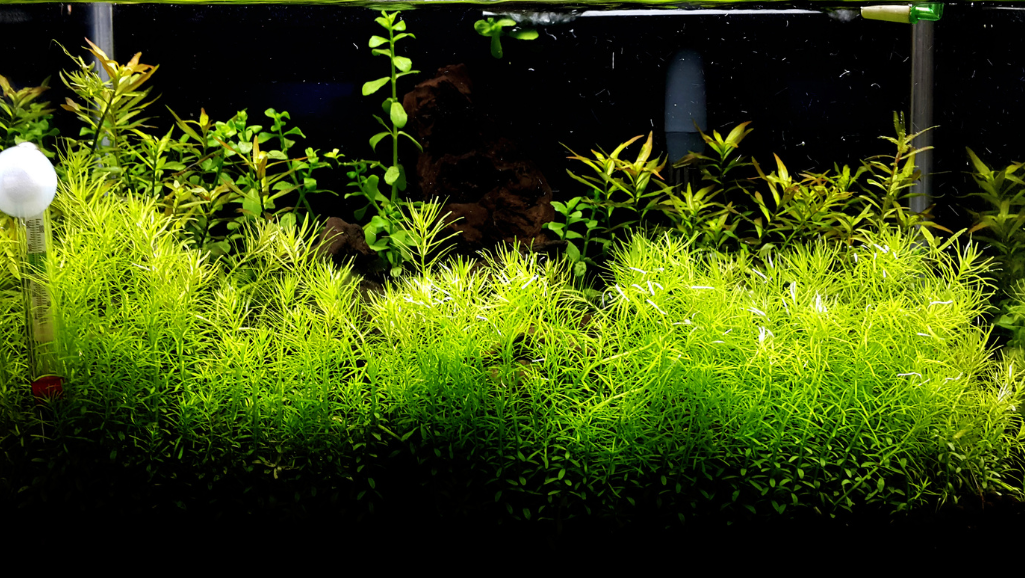 plants good for fish tanks