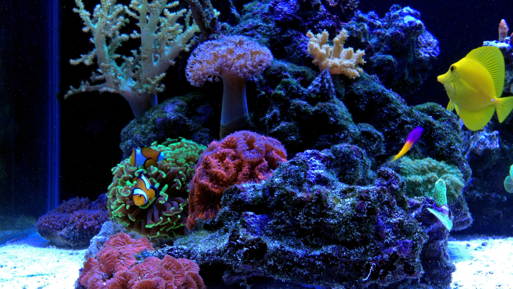 programmable reef tank lights